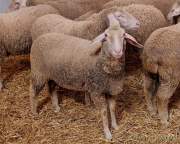 Städtisches Gut Riem - Einweihung MitmachStall Städtisches Gut Riem - Einweihung MitmachStall