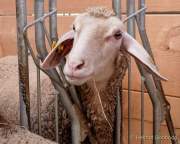 Städtisches Gut Riem - Einweihung MitmachStall