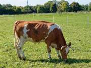 Städtisches Gut Riem - Einweihung MitmachStall