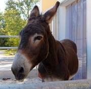 Städtisches Gut Riem - Einweihung MitmachStall