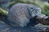 d200106-092825-300-100-hellabrunn