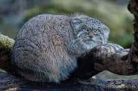 d200106-092934-400-100-hellabrunn