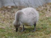 d190408-102531-200-100-hellabrunn