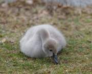 d190408-102600-100-100-hellabrunn