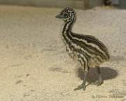 d190408-102802-400-100-hellabrunn