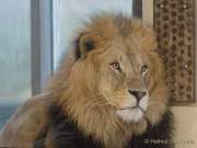 d190408-112524-500-100-hellabrunn