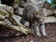 d190408-113001-900-100-hellabrunn