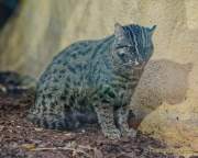 d190408-113309-600-100-hellabrunn