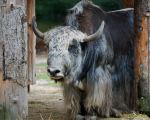 Abendlicher Foto- und Presserundgang durch den Tierpark Hellabrunn 2024
