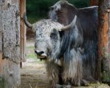 Abendlicher Foto- und Presserundgang durch den Tierpark Hellabrunn 2024