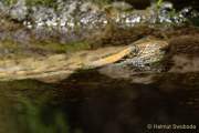 d190416-100816-600-100-hellabrunn
