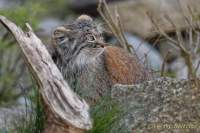 d190416-111311-620-100-hellabrunn