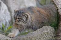 d190416-111319-940-100-hellabrunn