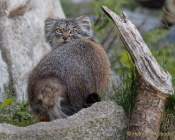 d190416-111336-130-100-hellabrunn