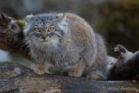 d190416-111631-170-100-hellabrunn