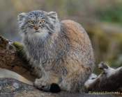 d190416-111943-770-100-hellabrunn