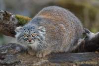 d190416-112032-150-100-hellabrunn