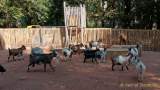 Tierpark Hellabrunn - Presse-Rundgang