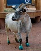 Tierpark Hellabrunn - Presse-Rundgang