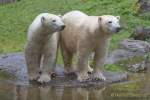 Hellabrunn - Vorstellung der neuen Eisbären-Weibchen-Gruppe