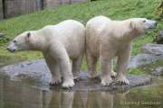 Hellabrunn - Vorstellung der neuen Eisbären-Weibchen-Gruppe