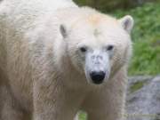 Hellabrunn - Vorstellung der neuen Eisbären-Weibchen-Gruppe