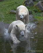 Hellabrunn - Vorstellung der neuen Eisbären-Weibchen-Gruppe