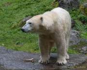 Hellabrunn - Vorstellung der neuen Eisbären-Weibchen-Gruppe