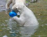 Hellabrunn - Vorstellung der neuen Eisbären-Weibchen-Gruppe