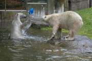 Hellabrunn - Vorstellung der neuen Eisbären-Weibchen-Gruppe