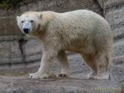 Hellabrunn - Vorstellung der neuen Eisbären-Weibchen-Gruppe