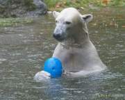 Hellabrunn - Vorstellung der neuen Eisbären-Weibchen-Gruppe