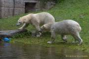 Hellabrunn - Vorstellung der neuen Eisbären-Weibchen-Gruppe