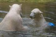 Hellabrunn - Vorstellung der neuen Eisbären-Weibchen-Gruppe