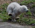 d170323-114514-600-100-hellabrunn-eisbaerenbaby-taufe