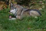d161023-10260440-100-hellabrunn