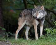 d161023-10300400-100-hellabrunn