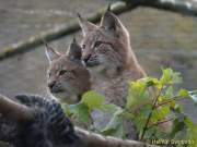 d161023-10564130-100-hellabrunn