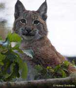 d161023-10581660-100-hellabrunn