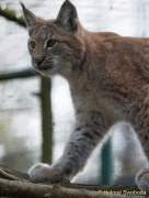 d161023-10583300-100-hellabrunn