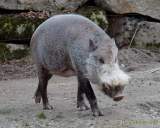 d161226-14204900-100-hellabrunn