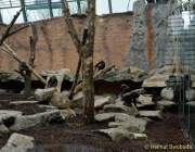 d150327-11183710-100-hellabrunn_neue_menschenaffen-anlagen