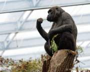 d150327-11263690-100-hellabrunn_neue_menschenaffen-anlagen