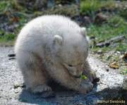 d140328-10523550-100-hellabrunn-eisbaerenzwillinge