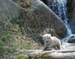 d140328-10562180-100-hellabrunn-eisbaerenzwillinge d140328-10562180-100-hellabrunn-eisbaerenzwillinge