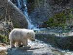 d140328-10562320-100-hellabrunn-eisbaerenzwillinge d140328-10562320-100-hellabrunn-eisbaerenzwillinge