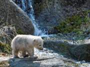 d140328-10562320-100-hellabrunn-eisbaerenzwillinge