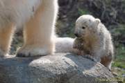 d140328-11004170-100-hellabrunn-eisbaerenzwillinge