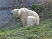 d140328-11075970-100-hellabrunn-eisbaerenzwillinge