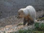 d140328-11142430-100-hellabrunn-eisbaerenzwillinge